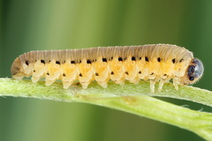 Tenthredo brevicornis