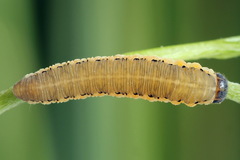 Tenthredo brevicornis