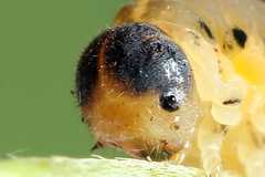 Tenthredo brevicornis