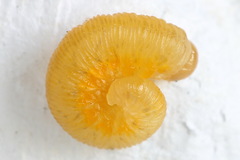 Tenthredo brevicornis