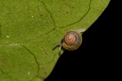 Coneuplecta calculosa