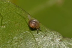 Coneuplecta calculosa