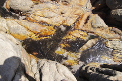 Bifurcariopsis capensis