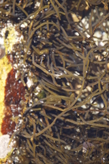 Bifurcariopsis capensis