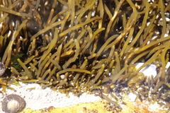 Bifurcariopsis capensis