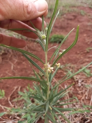 Gomphocarpus tomentosus