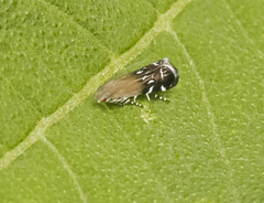 Anacampsis levipedella