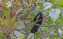 Cacicus chrysonotus