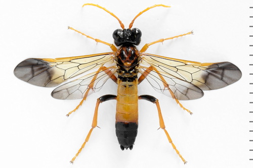 Tenthredo campestris nuotrauka