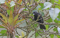 Cacicus chrysonotus