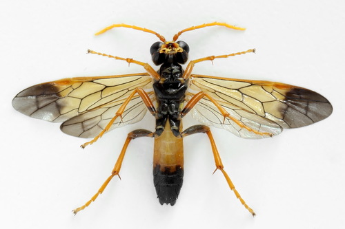 Tenthredo campestris nuotrauka