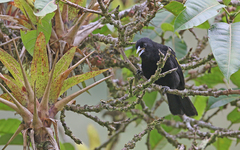 Cacicus chrysonotus
