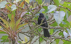 Cacicus chrysonotus