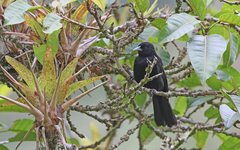 Cacicus chrysonotus
