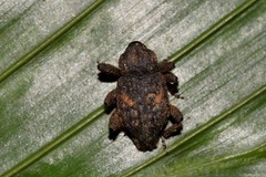 Notocalviceps rarus