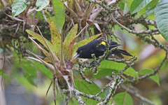 Cacicus chrysonotus