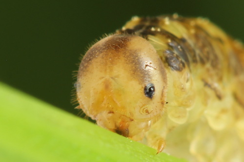 Tenthredo campestris nuotrauka