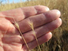 Hordeum roshevitzii