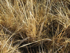 Hordeum roshevitzii