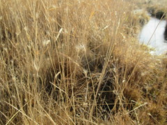 Hordeum roshevitzii