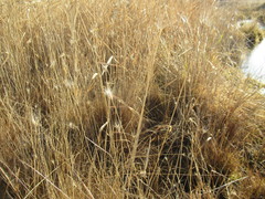 Hordeum roshevitzii