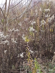 Solidago gigantea