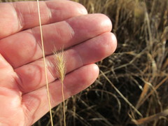Hordeum roshevitzii