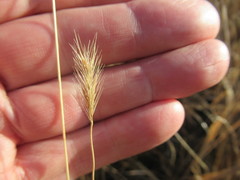 Hordeum roshevitzii