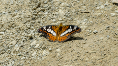 Moduza procris milonia
