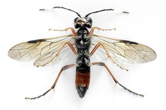Tenthredo colon