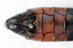 Tenthredo colon