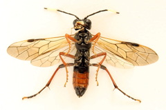 Tenthredo colon