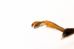 Tenthredo colon