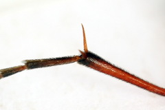 Tenthredo colon