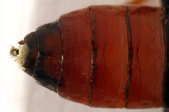 Tenthredo colon