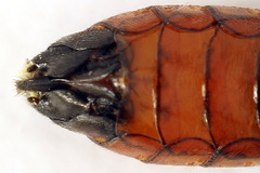 Tenthredo colon
