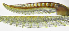Tenthredo colon