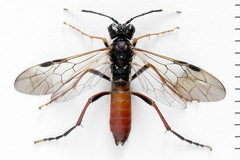 Tenthredo colon
