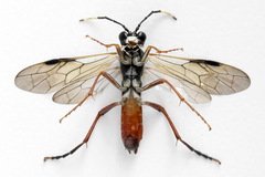Tenthredo colon