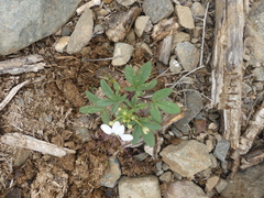 Cleome chilensis