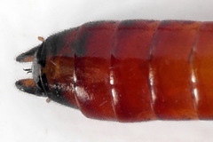 Tenthredo colon