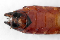 Tenthredo colon