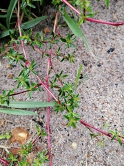 Cliffortia ferruginea