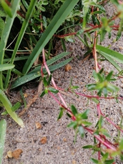 Cliffortia ferruginea