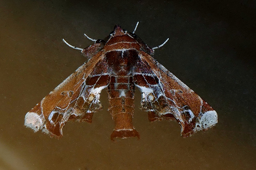 Eutelia pulcherrimus Grote, 1865