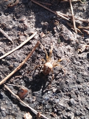 Araneus diadematus