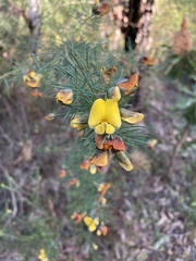 Gompholobium grandiflorum