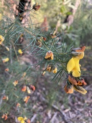 Gompholobium grandiflorum