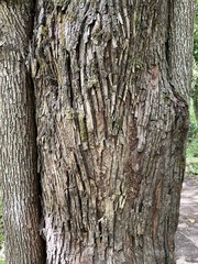 Thespesia grandiflora