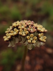 Asclepias fallax